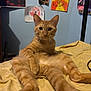 animal, bed, blue_wall, cat, cozy, curious, cute, fur, furniture, ginger_cat, indoor, paw, pet, playful, posters, relaxed, wall_art, whiskers, wide_eyes, yellow_bedspread