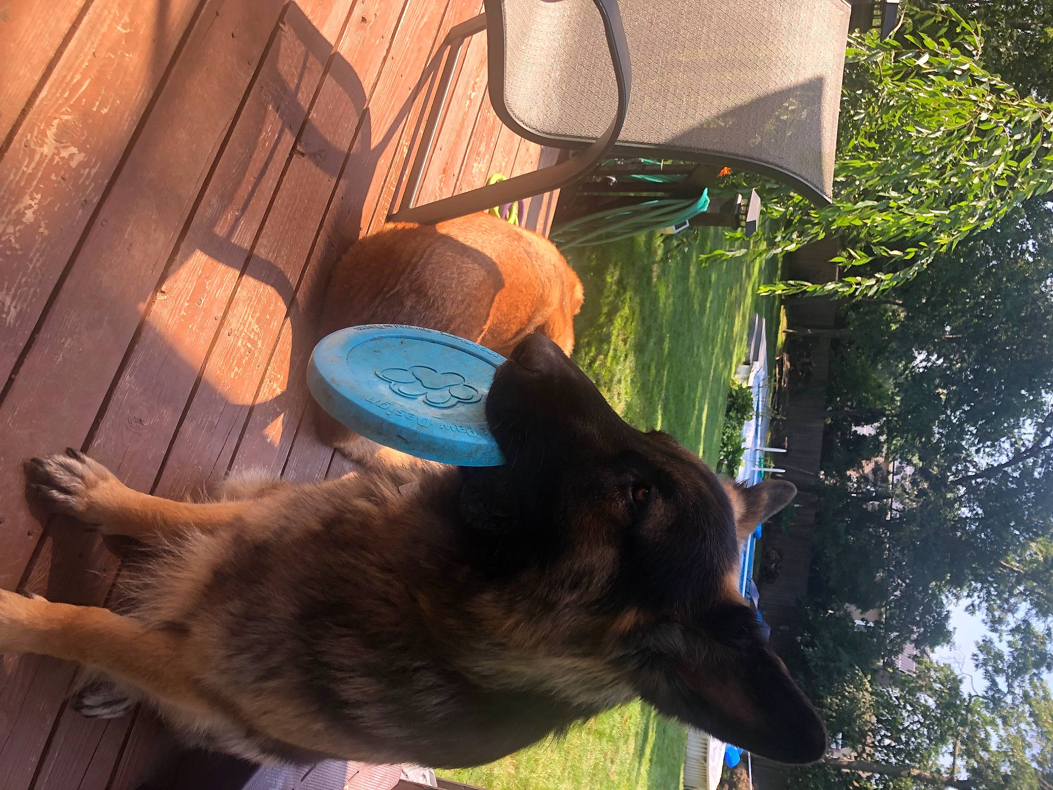 Axel joined the competition — help win amazing prizes! carnivore, chair, collar, companion_dog, dog, dog_breed, dog_collar, grass, guard_dog, light, liver, plant, snout, sporting_group, tail, tree, vertebrate, window, wood, working_animal