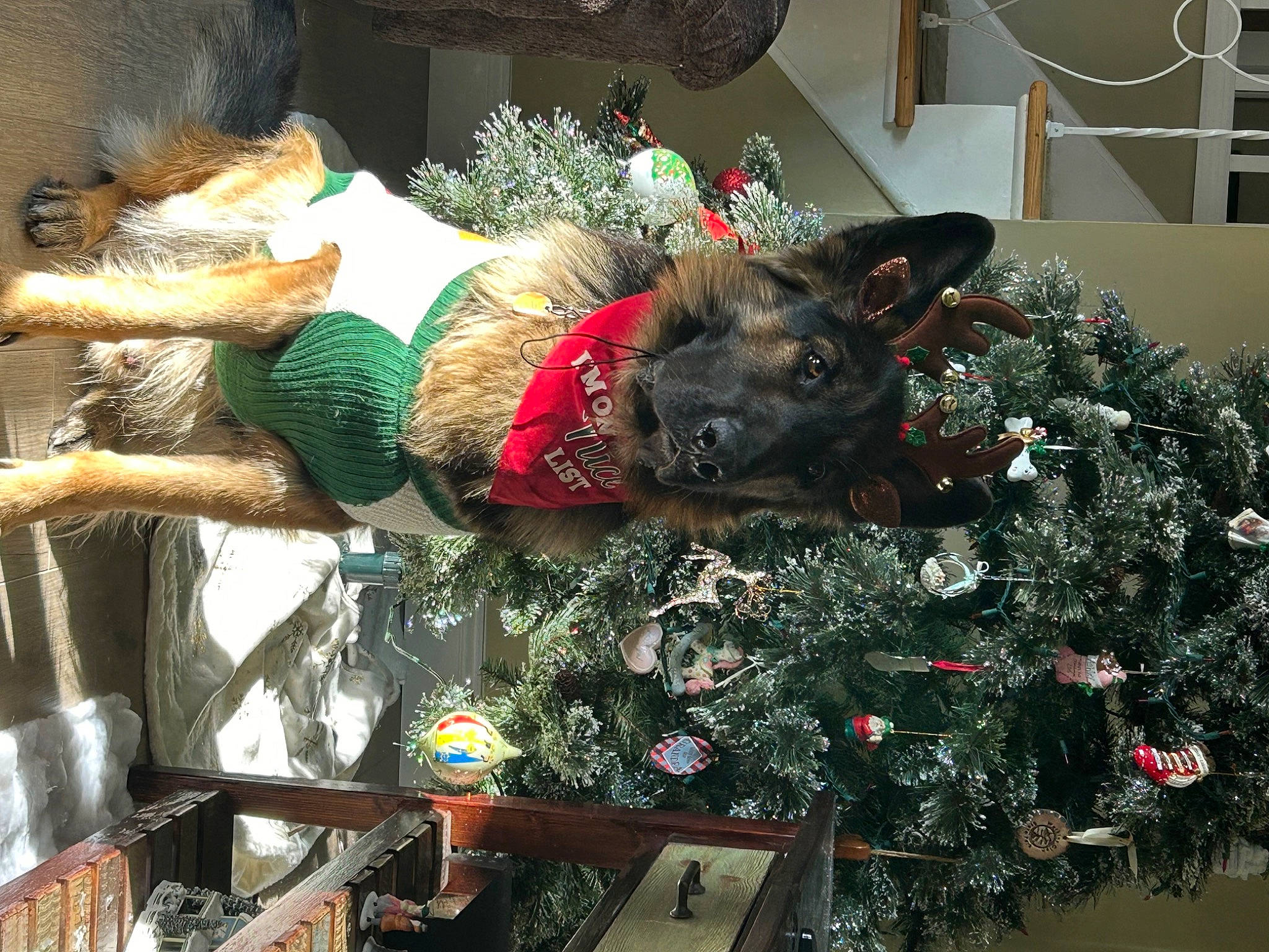 Axel is registered to the contest to win money with this photo: canidae, carmine, christmas, christmas_decoration, christmas_ornament, christmas_tree, conifer, costume_hat, dog, event, evergreen, fawn, fur, holiday, holiday_ornament, ornament, room, sporting_group, tradition, tree
