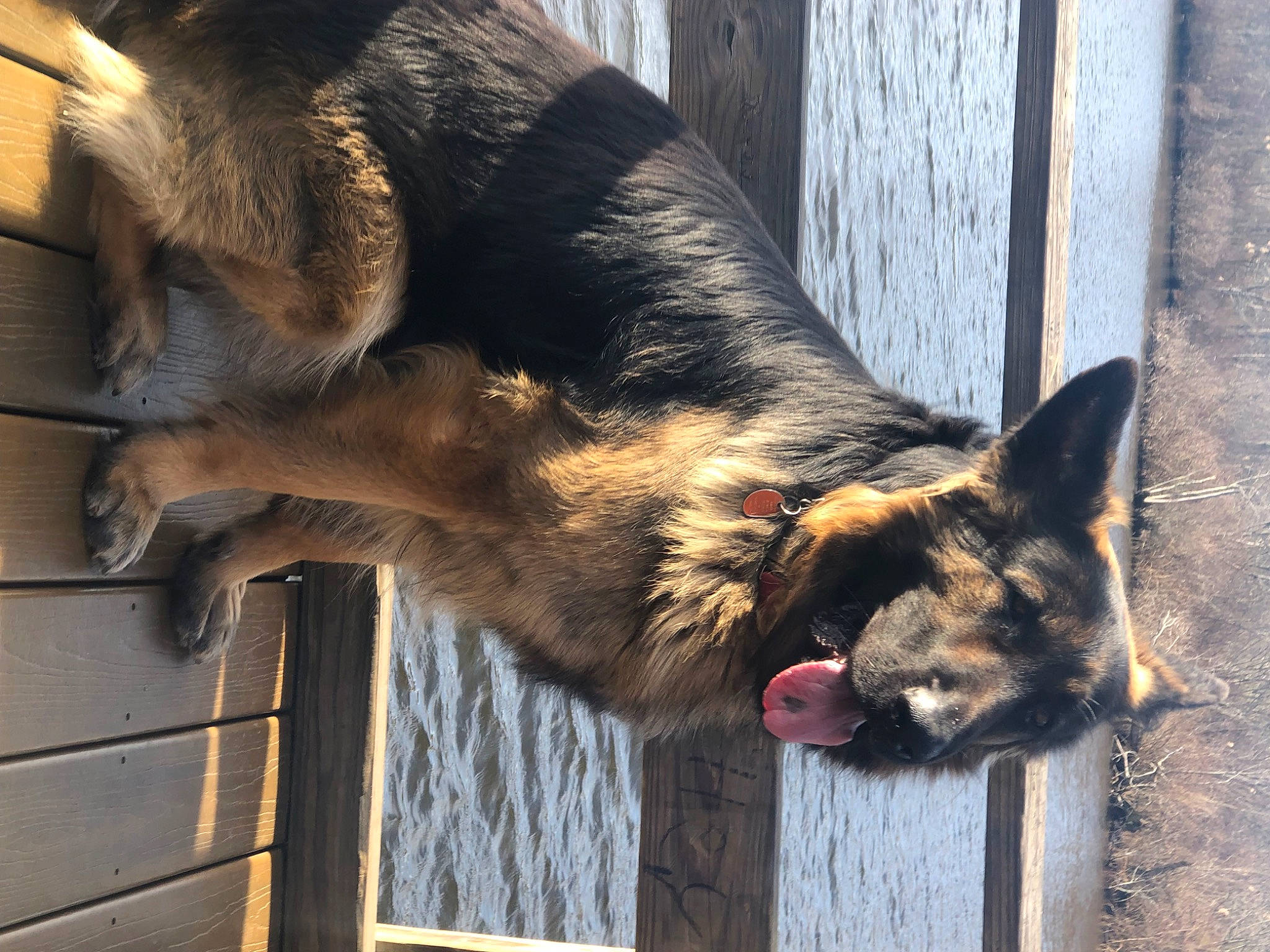 Axel joined the competition — help win amazing prizes! biting, canidae, carnivore, claw, dog, dog_breed, foot, fur, german_shepherd_dog, mammal, old_german_shepherd_dog, sporting_group, tail, terrestrial_animal, wildlife, window, wood, working_animal