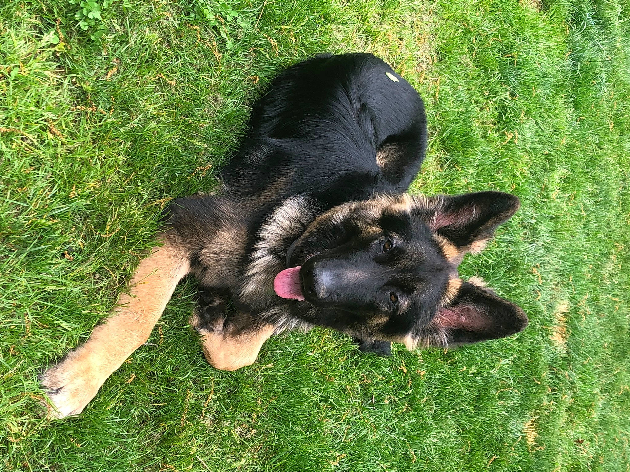 Axel is registered to the contest to win money with this photo: canidae, carnivore, companion_dog, dog, dog_breed, east_european_shepherd, german_shepherd_dog, grass, guard_dog, herding_dog, paw, sporting_group, tail, terrestrial_animal, working_animal, working_dog