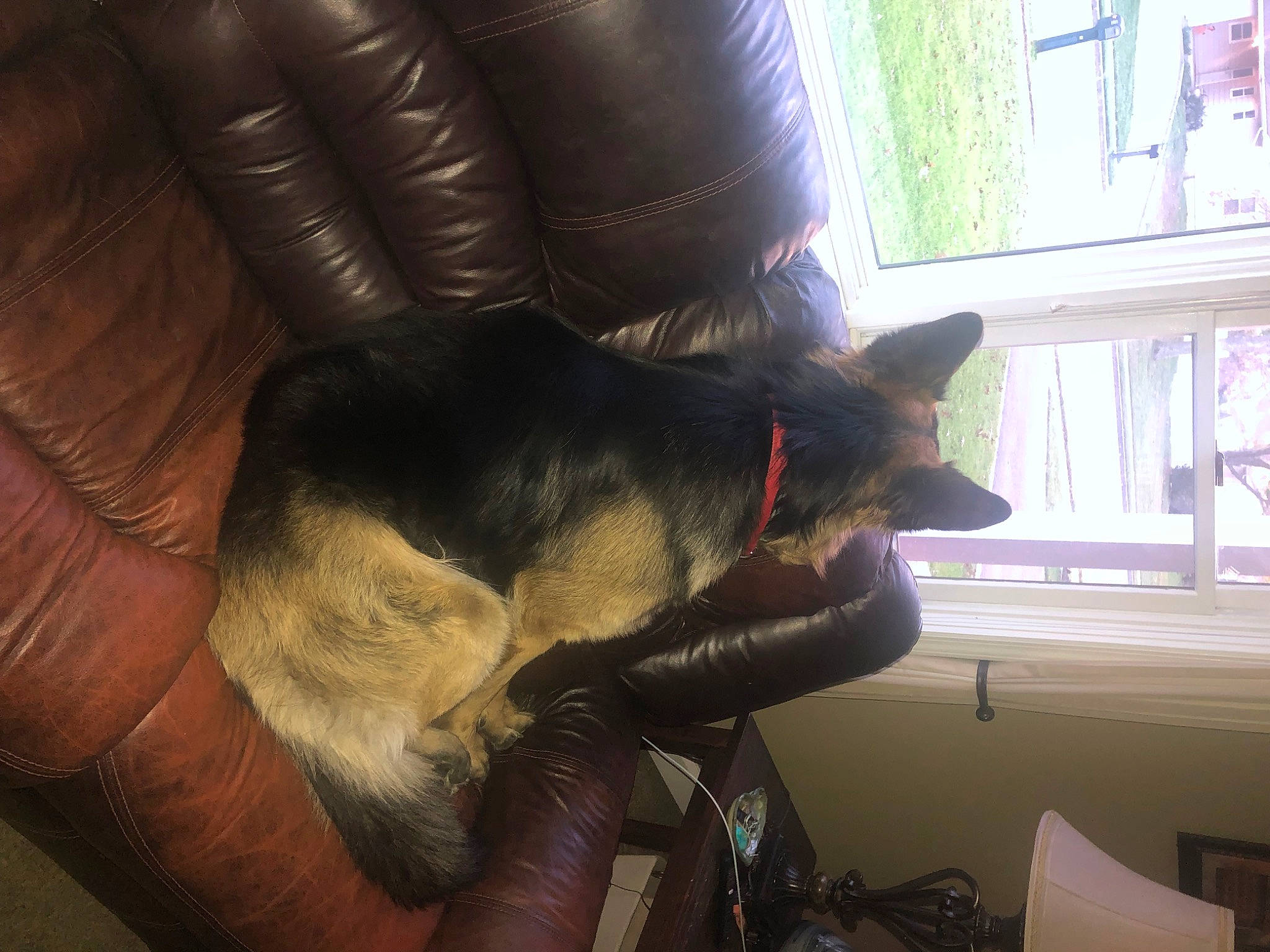 Axel is registered to the contest to win money with this photo: armrest, canidae, carnivore, comfort, companion_dog, couch, dog, dog_breed, ear, felidae, fur, living_room, room, small_to_medium_sized_cats, snout, sporting_group, tail, whiskers, window, working_animal