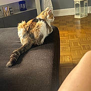 Aria a rejoint le concours — aidez-le/la à gagner de superbes lots ! cat, feline, couch, indoor, parquet_floor, lantern, tv_console, decor, plant, purple_light, fur, tail, pet, side_view, domestic_animal, home, wood_floor, relaxing, animal, living_room