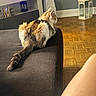 cat, feline, couch, indoor, parquet_floor, lantern, tv_console, decor, plant, purple_light, fur, tail, pet, side_view, domestic_animal, home, wood_floor, relaxing, animal, living_room