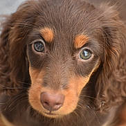 Arium a rejoint le concours — aidez-le/la à gagner de superbes lots ! puppy, dog, close_up, brown_fur, floppy_ears, cute, pet, animal, young_dog, fur, face, portrait, looking, whiskers, outdoor, adorable, mammal, domestic_animal, canine, snout