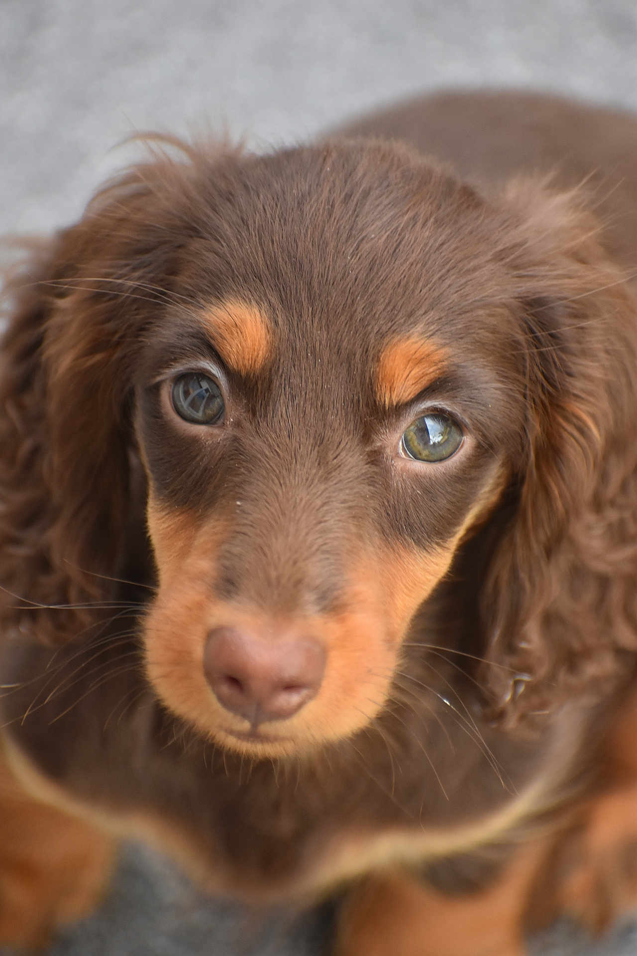 Arium a rejoint le concours — aidez-le/la à gagner de superbes lots ! puppy, dog, close_up, brown_fur, floppy_ears, cute, pet, animal, young_dog, fur, face, portrait, looking, whiskers, outdoor, adorable, mammal, domestic_animal, canine, snout