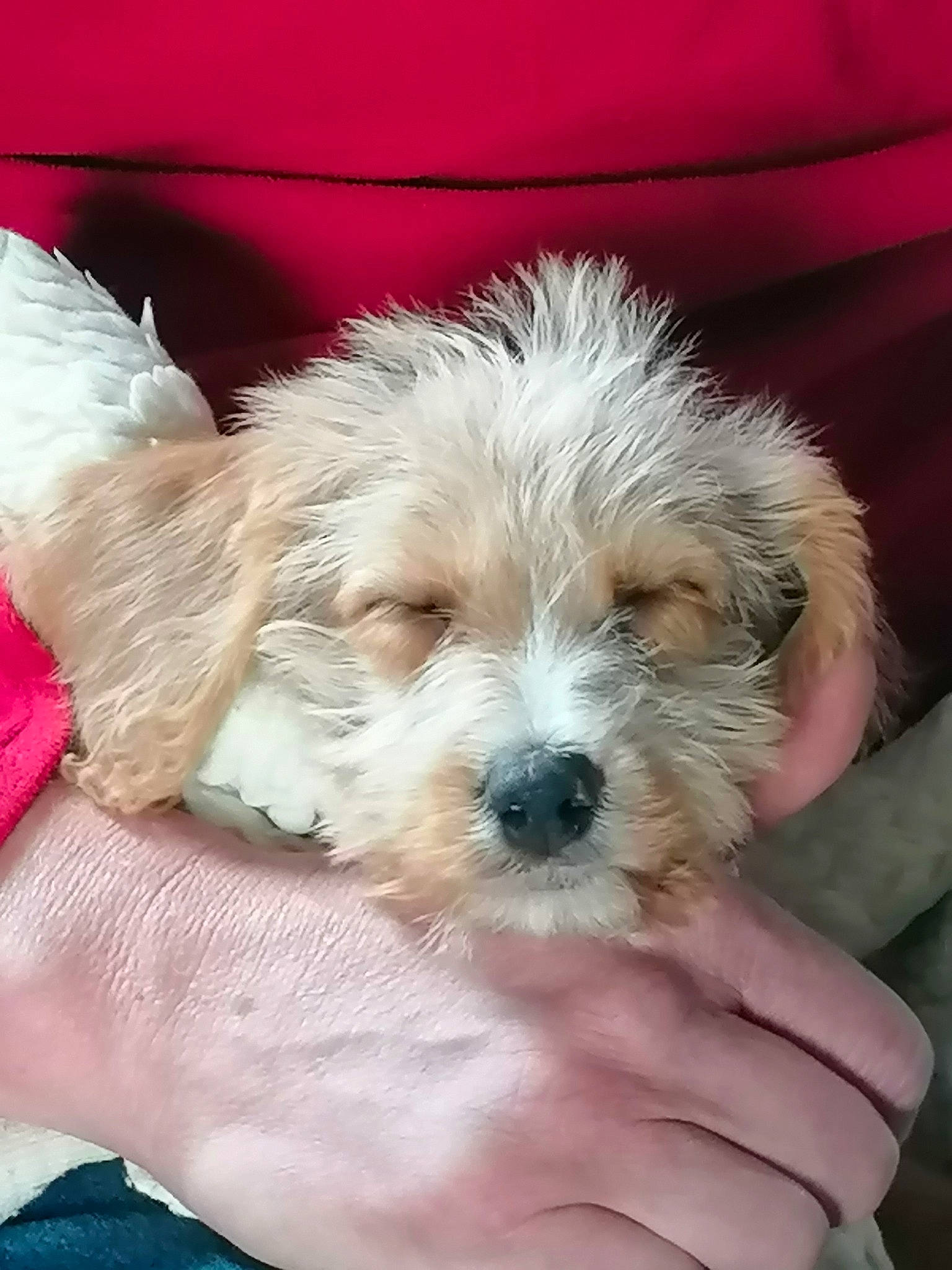 Scruffy is registered to the contest to win money with this photo: canidae, carnivore, companion_dog, dog, dog_breed, finger, fur, labradoodle, maltepoo, non_sporting_group, poodle_crossbreed, puppy_love, shih_poo, small_terrier, snout, sporting_group, terrier, toy_dog, water_dog, working_animal