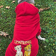 Ruby participe au concours pour gagner de l'argent avec cette photo : animal_clothing, back_view, canine, cartoon_print, casual, cute, dog, fall, grass, greenery, hoodie, leaves, nature, outdoor, pet, playful, red_clothing, sitting, the_lion_king, young_dog