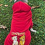animal_clothing, back_view, canine, cartoon_print, casual, cute, dog, fall, grass, greenery, hoodie, leaves, nature, outdoor, pet, playful, red_clothing, sitting, the_lion_king, young_dog