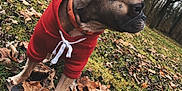 Ruby participe au concours pour gagner de l'argent avec cette photo : animal, autumn, brown_dog, canine, cold_weather, collar, curious, dog, fall, forest, grass, hoodie, leaves, nature, outdoor, pet, red_clothing, side_view, trees, young_dog