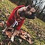 animal, autumn, brown_dog, canine, cold_weather, collar, curious, dog, fall, forest, grass, hoodie, leaves, nature, outdoor, pet, red_clothing, side_view, trees, young_dog