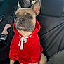 Ruby a rejoint le concours — aidez-le/la à gagner de superbes lots ! animal, canine, car_interior, casual, companion, cute, dog, domestic_animal, french_bulldog, hoodie, indoors, leisure, pet, pet_clothing, portrait, red_clothing, seat, sitting, transportation, window