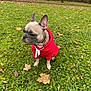 Ruby participe au concours pour gagner de l'argent avec cette photo : animal, autumn, canine, clothing, cute, daytime, dog, fall, french_bulldog, grass, leaves, lonely, nature, outdoor, park, pet, red_hoodie, sitting, small_dog, trees
