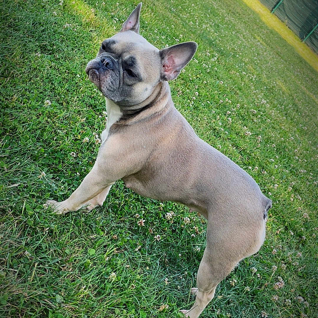 Ruby a rejoint le concours — aidez-le/la à gagner de superbes lots ! alert, animal, backyard, canine, daylight, dog, domestic_animal, ears, french_bulldog, grass, greenery, mammal, nature, outdoor, pet, quiet, short_hair, snout, standing, sunlight