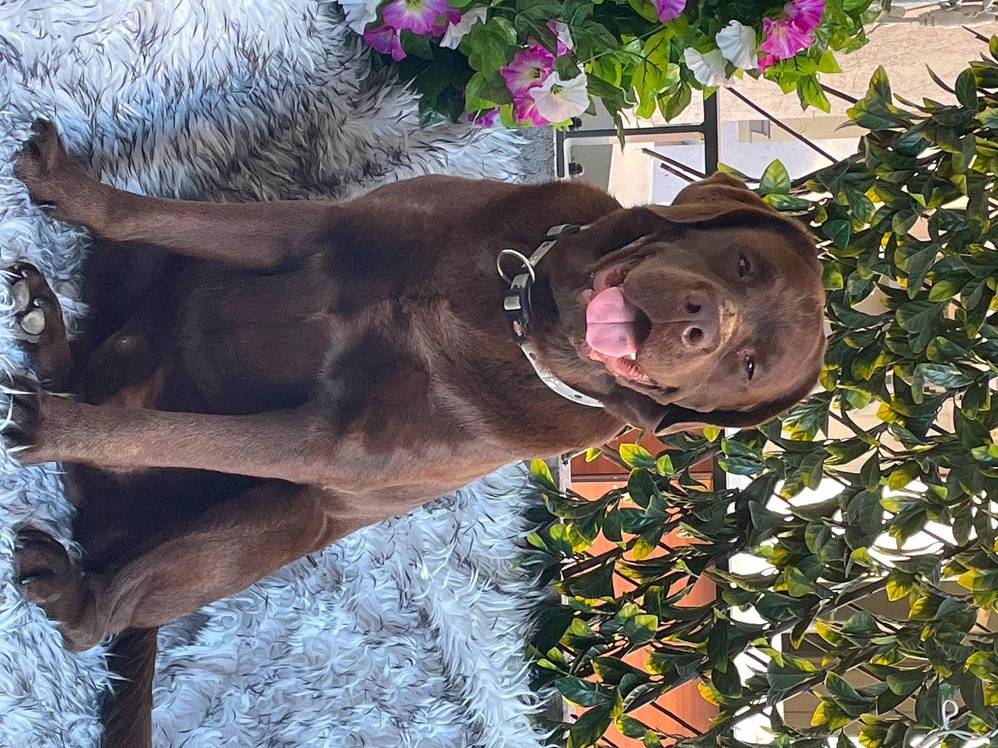 Ralph participe au concours pour gagner de l'argent avec cette photo : canidae, carnivore, collar, dog, dog_breed, fawn, flower, flowerpot, grass, liver, natural_material, pack_animal, plant, snout, snow, sporting_group, terrestrial_animal, tree, vertebrate, working_animal