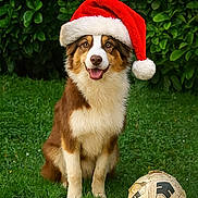 Marley participe au concours pour gagner de l'argent avec cette photo : dog, santa_hat, grass, soccer_ball, outdoor, pet, animal, holiday, christmas, playful, smiling, cute, fur, greenery, sport, seasonal, canine, festive, nature, fun