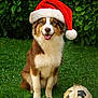 dog, santa_hat, grass, soccer_ball, outdoor, pet, animal, holiday, christmas, playful, smiling, cute, fur, greenery, sport, seasonal, canine, festive, nature, fun