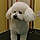 Snoopy