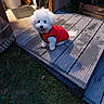 Snoopy participe au concours pour gagner de l'argent avec cette photo : dog, small_dog, white_dog, fluffy, red_sweater, pet, animal, outdoor, wooden_deck, backyard, garden, grass, sitting, looking_at_camera, portrait, cute, fur, collar, sunlight, home_exterior