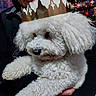 Snoopy a rejoint le concours — aidez-le/la à gagner de superbes lots ! dog, white_dog, fluffy, curly_fur, pet, crown, paper_crown, christmas, christmas_tree, holiday, festive, portrait, person, arms, indoors, cozy, white_fur, small_dog, celebration, closeup
