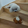 dog, white_dog, fluffy, small_dog, pet, animal, toy, plush_toy, wooden_stairs, staircase, indoors, home, resting, lying_down, long_hair, curly_fur, black_nose, portrait, cozy, funny