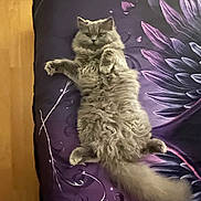 Kitty a rejoint le concours — aidez-le/la à gagner de superbes lots ! cat, fluffy, gray_cat, lying_down, purple_bedding, floral_pattern, relaxed, pet, indoor, feline, cute, soft, paws, fur, bed, resting, domestic_animal, animal, sleepy, cozy