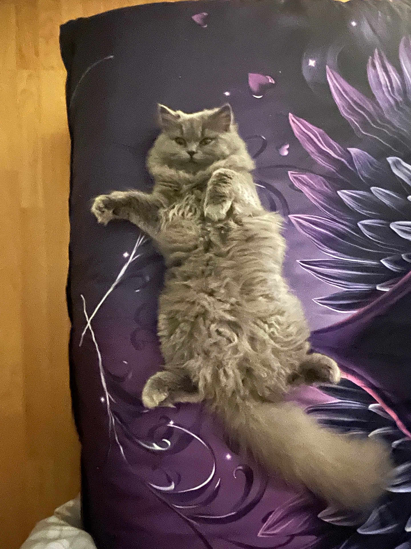 Kitty a rejoint le concours — aidez-le/la à gagner de superbes lots ! cat, fluffy, gray_cat, lying_down, purple_bedding, floral_pattern, relaxed, pet, indoor, feline, cute, soft, paws, fur, bed, resting, domestic_animal, animal, sleepy, cozy