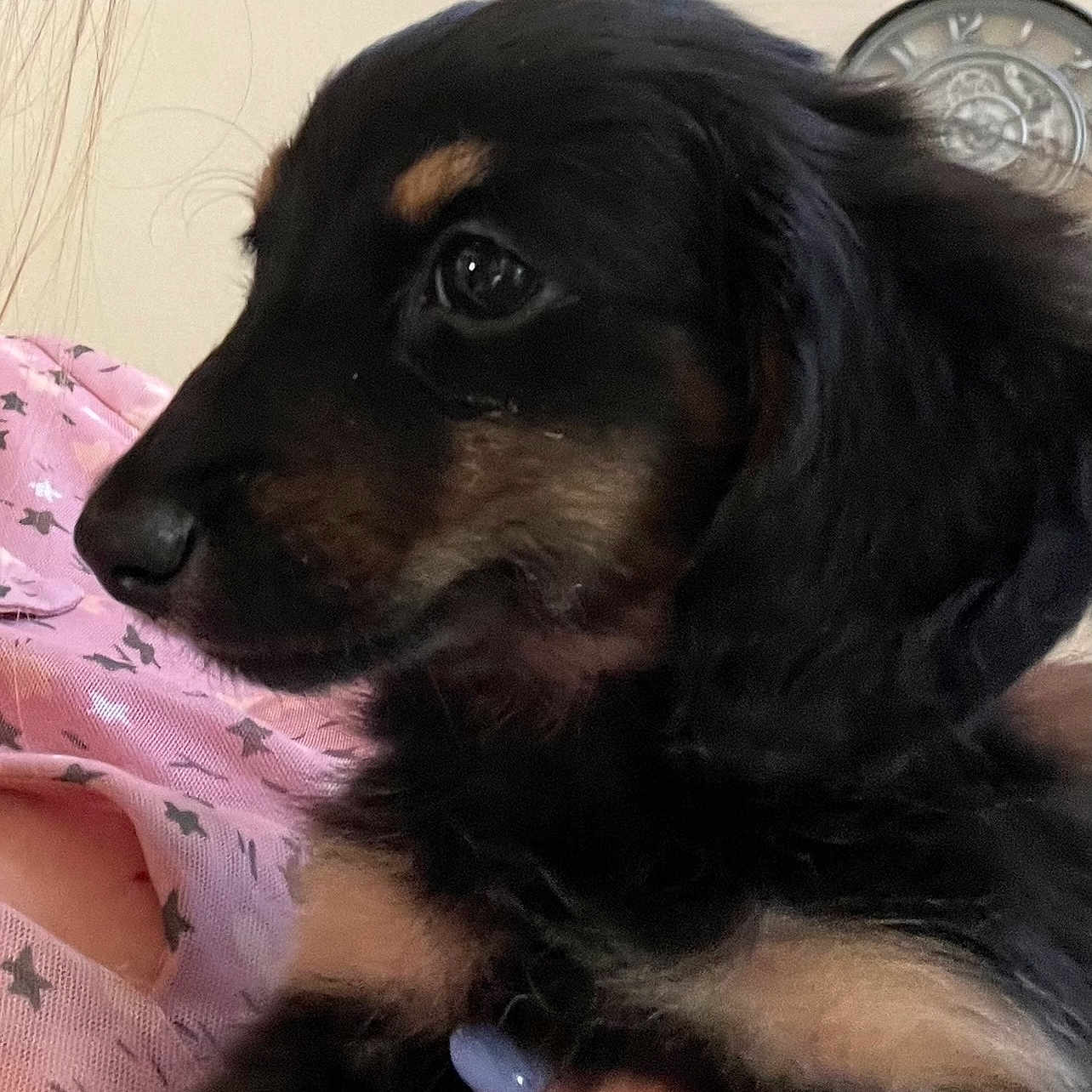 Piper is registered to the contest to win money with this photo: animal, black_and_tan, close_up, curious, cute, dog, face, fur, hand, holding, indoor, nail_polish, person, pet, pink_shirt, portrait, puppy, side_profile, star_pattern, young_dog
