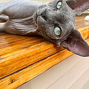 Missy Elliot is registered to the contest to win money with this photo: sphynx_cat, hairless_cat, cat, pet, animal, green_eyes, close_up, wooden_surface, lying_down, indoor, wrinkled_skin, curious, feline, portrait, relaxed, texture, ears, whiskers, nose, focus