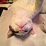 Milo is registered to the contest to win money with this photo: