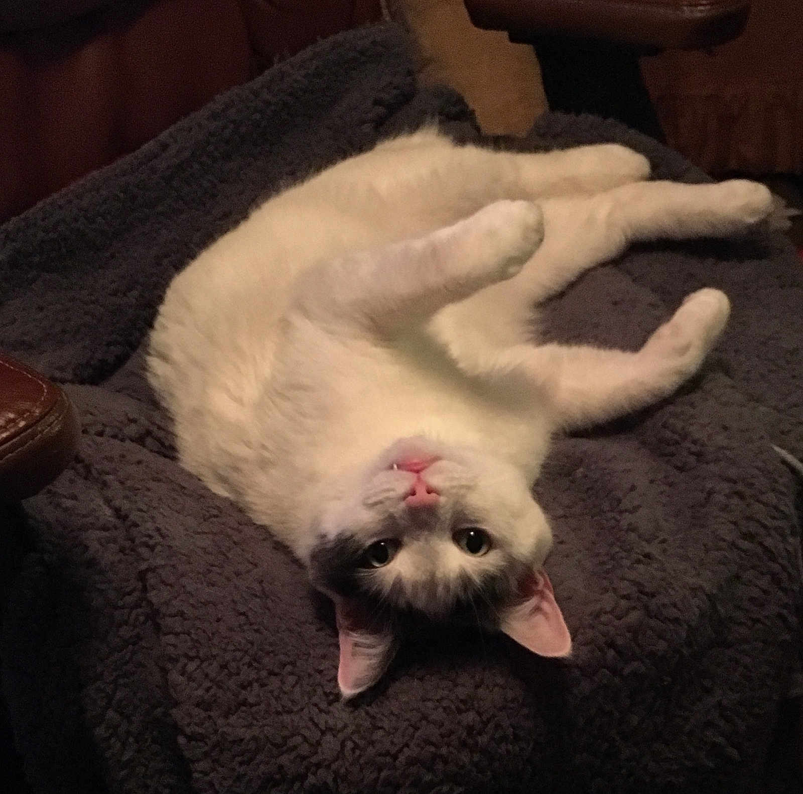 Milo