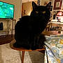 Moofy is registered to the contest to win money with this photo: black_cat, cat, table, living_room, blanket, yellow_eyes, wooden_table, tv_screen, framed_pictures, lamp, home_decor, carpet, furniture, indoor, pet, animal, cozy, soft_lighting, fluffy, sitting