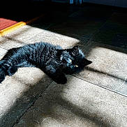 Moofy is registered to the contest to win money with this photo: black_cat, kitten, sunlight, shadow, floor, tile, indoor, pet, feline, resting, cute, fur, whiskers, eyes, cozy, warm_light, home, animal, small_cat, relaxed