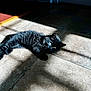 black_cat, kitten, sunlight, shadow, floor, tile, indoor, pet, feline, resting, cute, fur, whiskers, eyes, cozy, warm_light, home, animal, small_cat, relaxed
