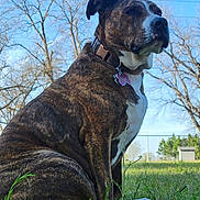 Daisy is registered to the contest to win money with this photo: dog, brindle, sitting, grass, outdoor, collar, tag, fence, trees, sky, pet, animal, nature, canine, daytime, watchful, quiet, background, yard, portrait