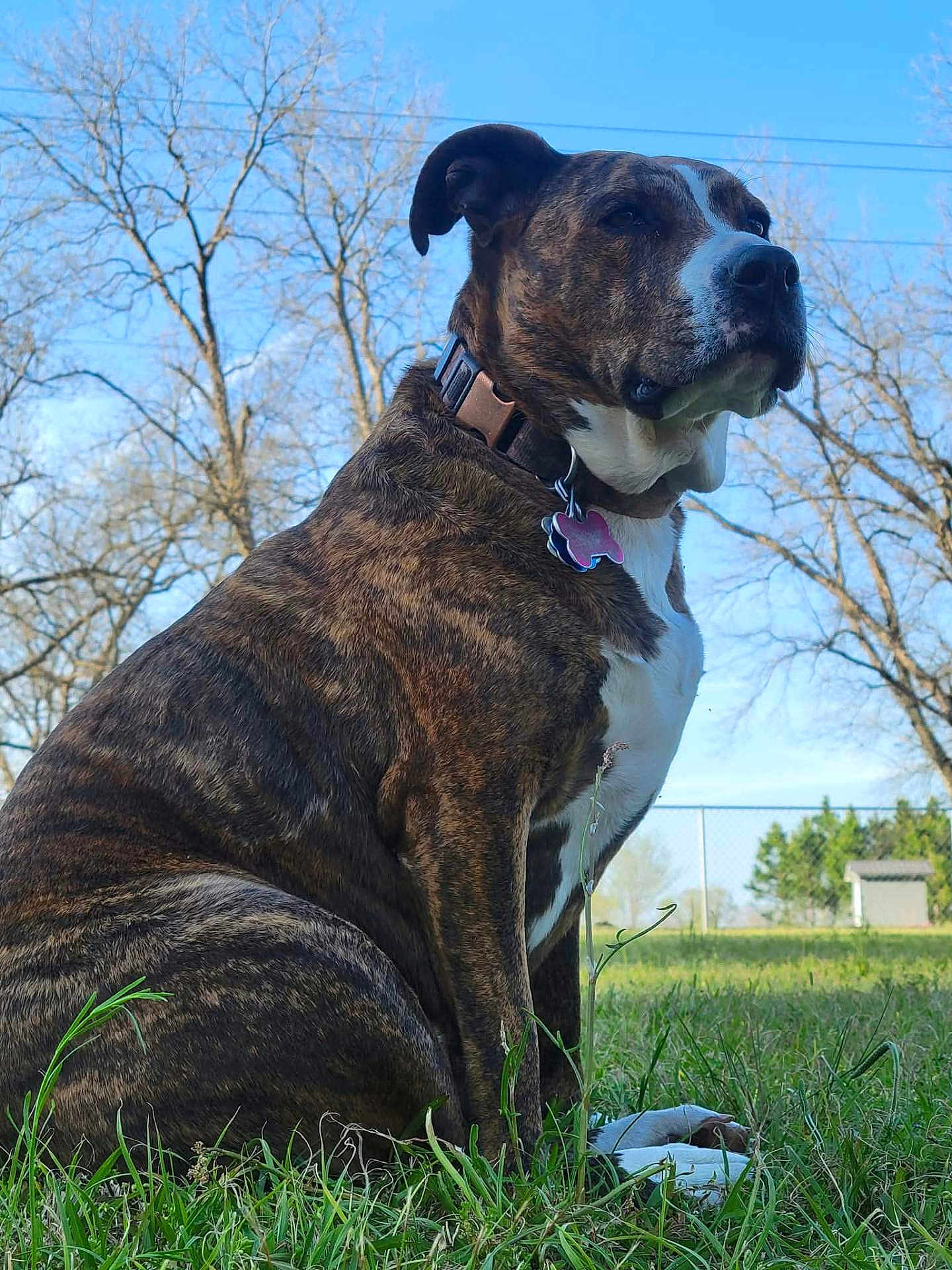 Daisy is registered to the contest to win money with this photo: dog, brindle, sitting, grass, outdoor, collar, tag, fence, trees, sky, pet, animal, nature, canine, daytime, watchful, quiet, background, yard, portrait