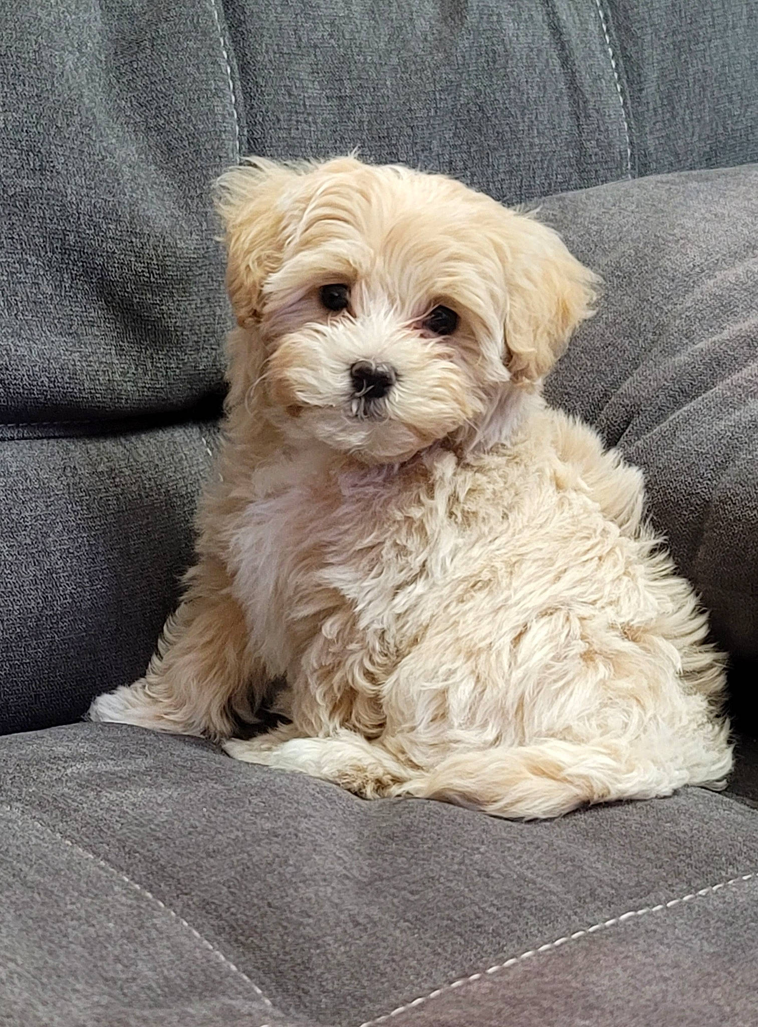 Izzy joined the competition — help win amazing prizes! canidae, carnivore, comfort, companion_dog, couch, dog, dog_breed, dog_supply, fur, liver, maltepoo, puppy, small_terrier, snout, sporting_group, terrier, toy_dog, water_dog, working_animal, yorkipoo