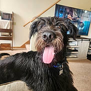 Ruger James Kopet is registered to the contest to win money with this photo: dog, black_dog, panting, tongue_out, scruffy, living_room, couch, furniture, indoor, pet, happy, canine, collar, tag, carpet, television, stairs, home, cute, animal