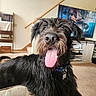 dog, black_dog, panting, tongue_out, scruffy, living_room, couch, furniture, indoor, pet, happy, canine, collar, tag, carpet, television, stairs, home, cute, animal