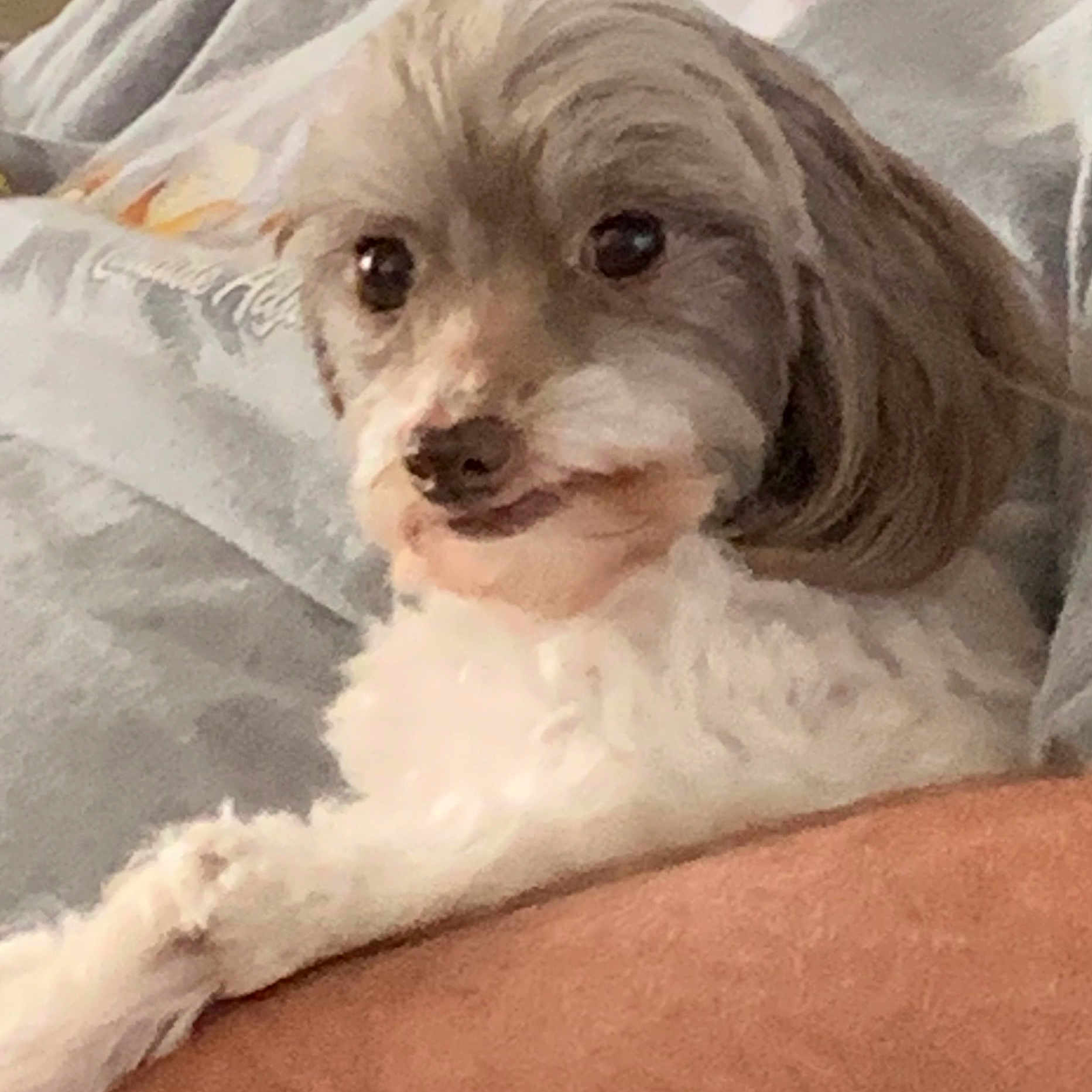 Ginger joined the competition — help win amazing prizes! canidae, carnivore, comfort, companion_dog, dog, dog_breed, dog_supply, fur, liver, maltepoo, non_sporting_group, puppy_love, small_terrier, smile, snout, sporting_group, terrier, toy_dog, working_animal