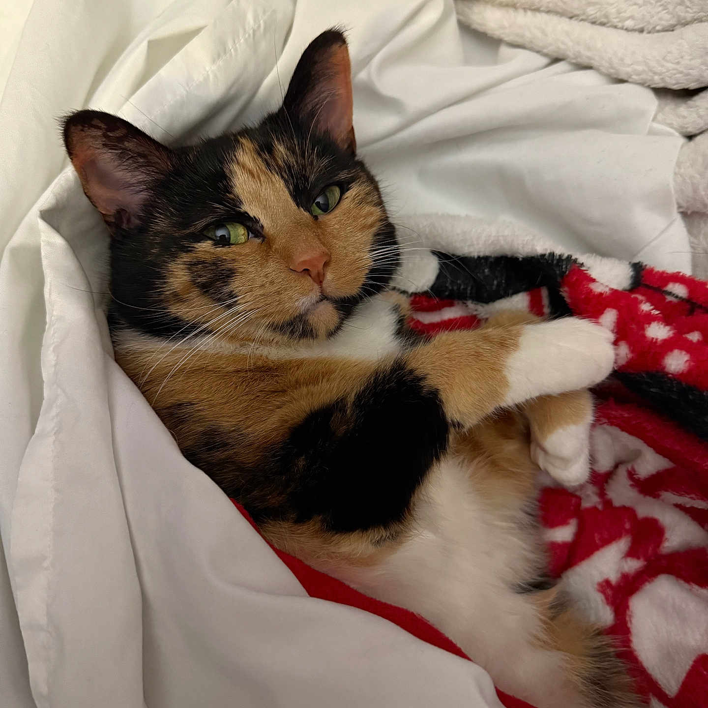Meuw is registered to the contest to win money with this photo: animal, bed, blanket, calico_cat, cat, closeup, comfort, cozy, cute, ears, feline, fur, indoor, paw, pet, relaxed, resting, sleepy, soft, whiskers