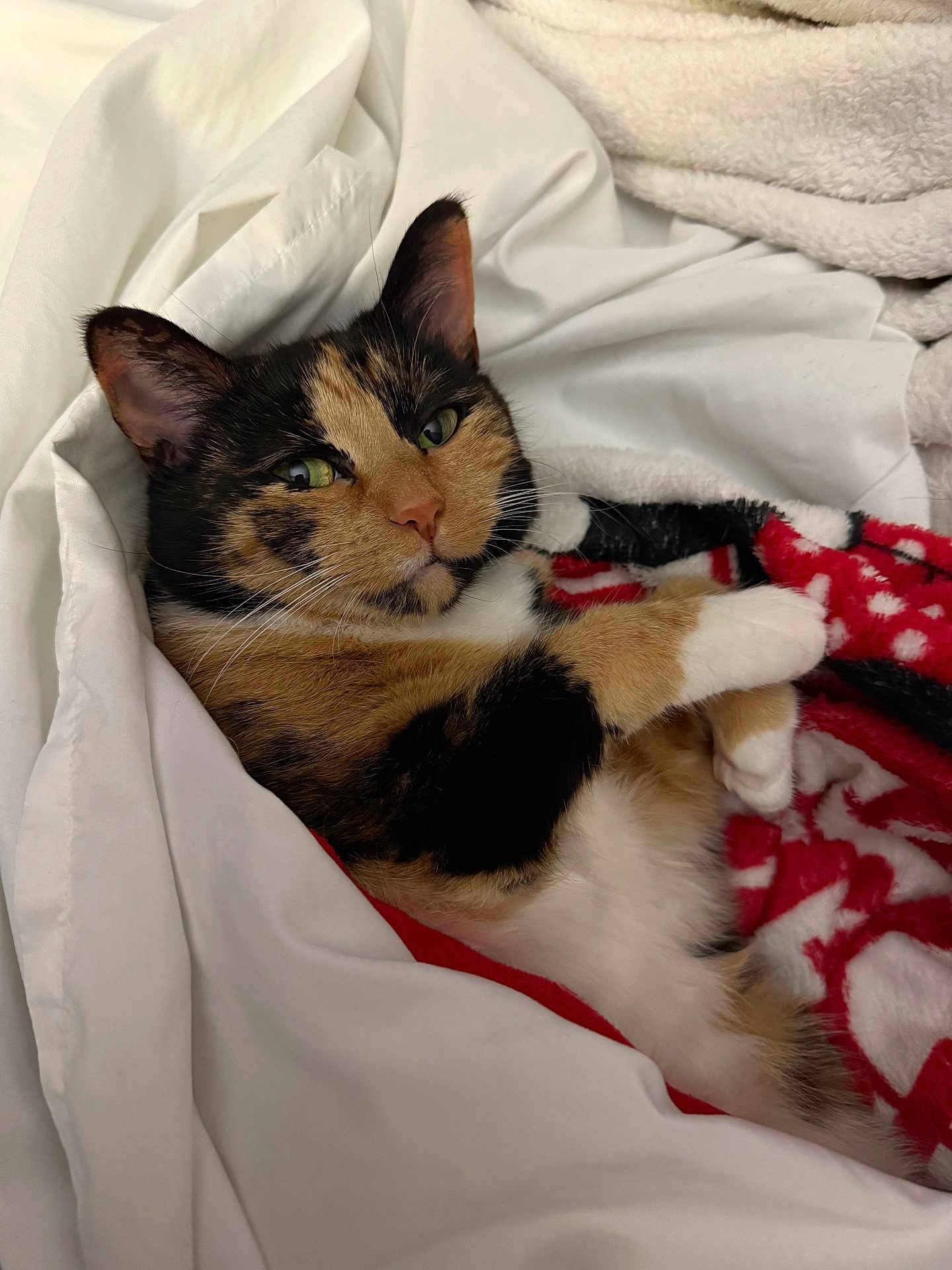 Meuw is registered to the contest to win money with this photo: cat, calico_cat, pet, feline, animal, blanket, bed, cozy, indoor, resting, cute, fur, whiskers, ears, paw, sleepy, comfort, soft, relaxed, closeup