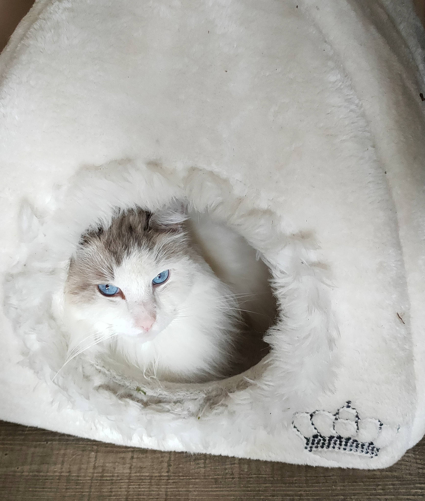 Nori a rejoint le concours — aidez-le/la à gagner de superbes lots ! art, birman, box, carnivore, cat, circle, domestic_short_haired_cat, eye, felidae, fur, paw, ragdoll, scottish_fold, small_to_medium_sized_cats, snout, snow, whiskers, window, winter