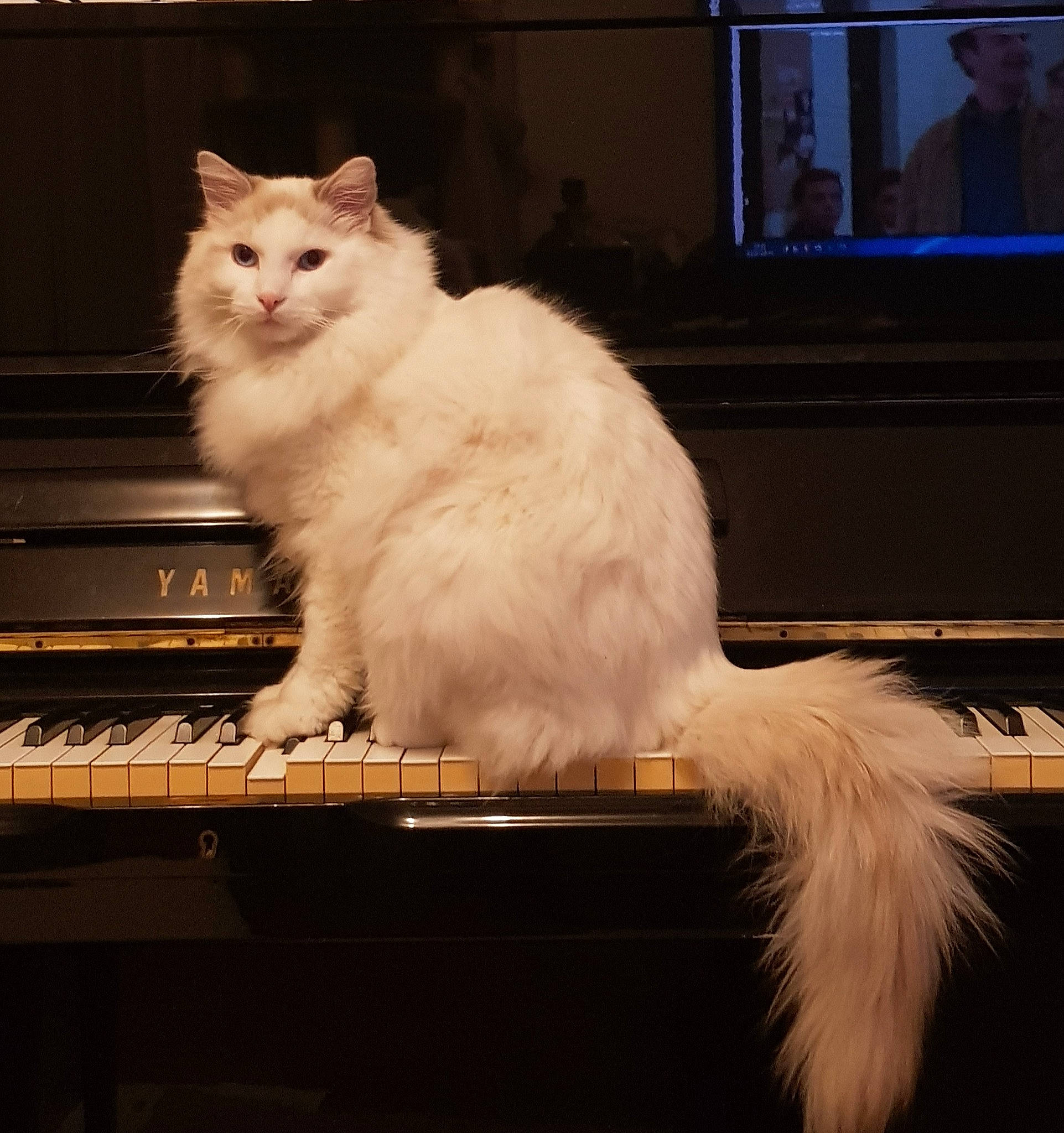 Nori a rejoint le concours — aidez-le/la à gagner de superbes lots ! cable_television, carnivore, cat, display_device, entertainment_center, felidae, fur, hardwood, metal, paw, rectangle, sitting, sky, small_to_medium_sized_cats, snout, tail, television, whiskers, window, wood