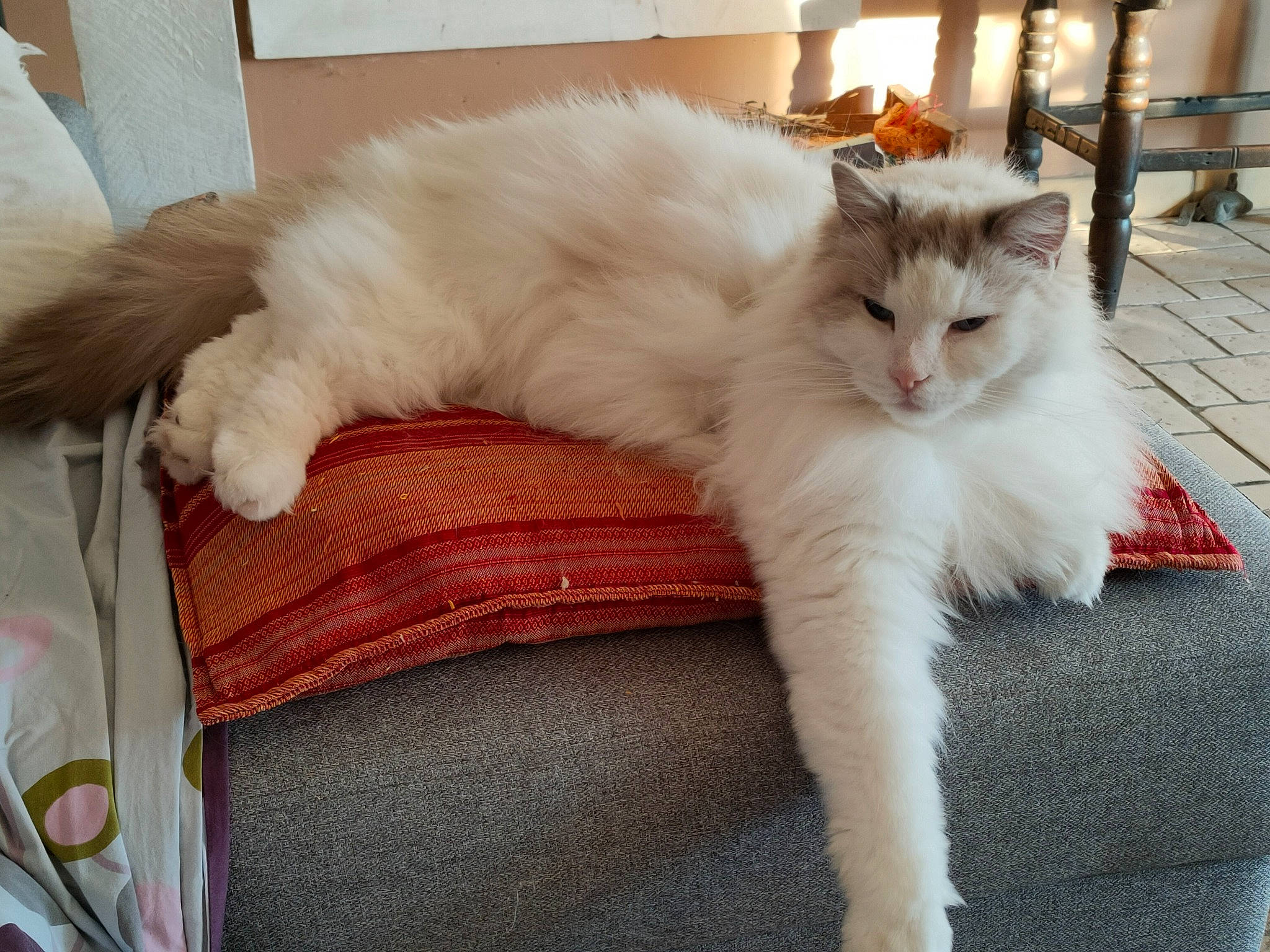 Nori a rejoint le concours — aidez-le/la à gagner de superbes lots ! carnivore, cat, claw, comfort, fawn, felidae, fur, natural_material, paw, sitting, small_to_medium_sized_cats, snout, tail, terrestrial_animal, whiskers