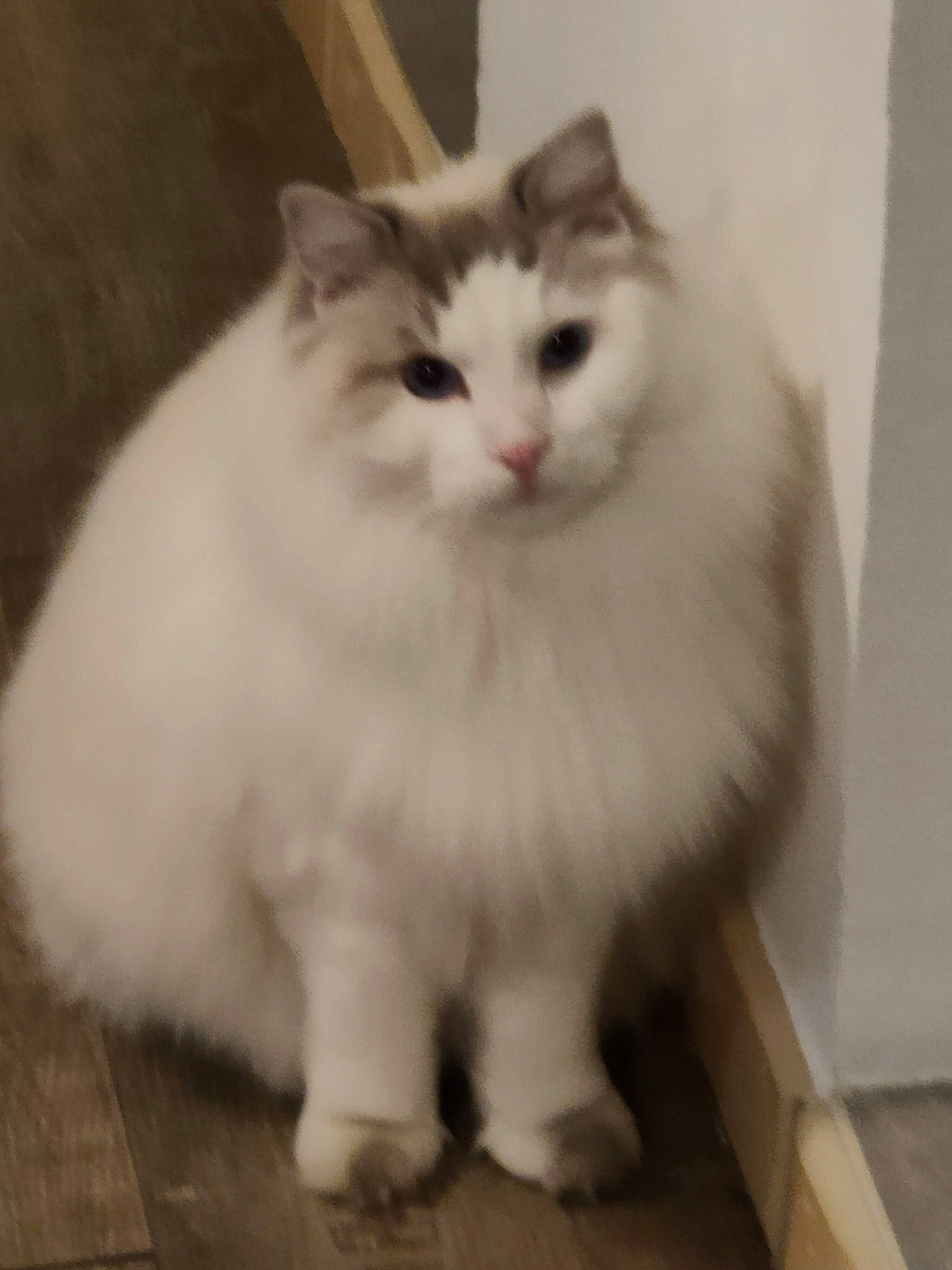 Nori participe au concours pour gagner de l'argent avec cette photo : british_longhair, carnivore, cat, felidae, flooring, fur, hardwood, iris, paw, small_to_medium_sized_cats, snout, tail, terrestrial_animal, whiskers, wood