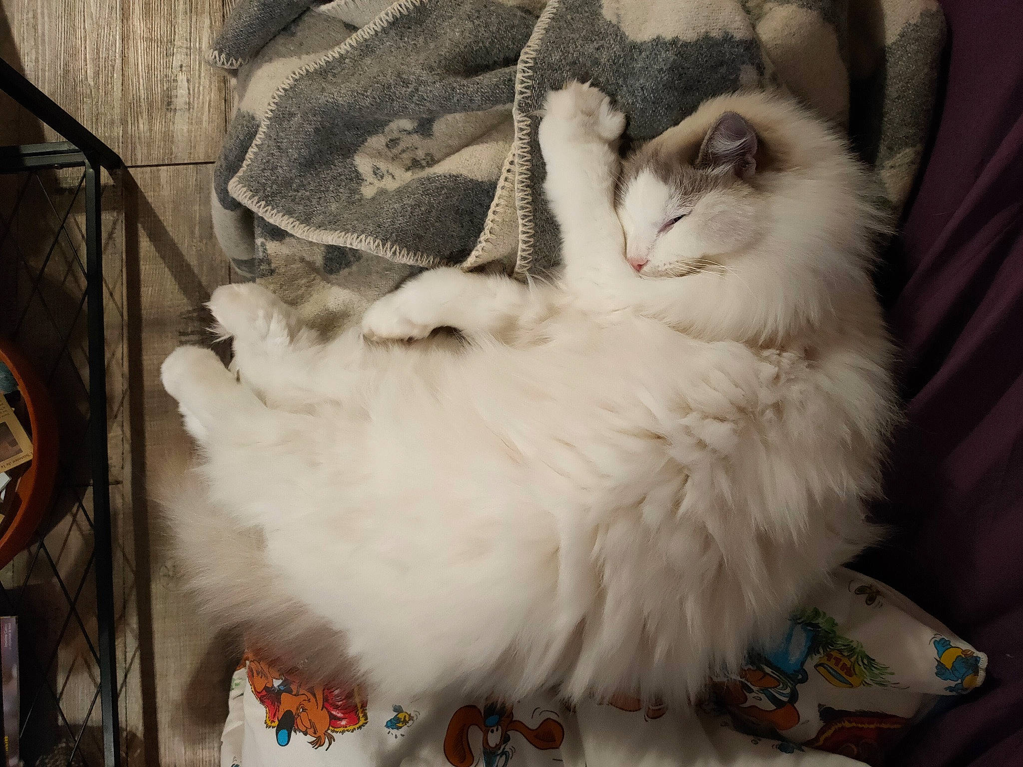 Nori participe au concours pour gagner de l'argent avec cette photo : canidae, carnivore, cat, claw, comfort, companion_dog, dog_breed, fawn, felidae, fur, paw, ragdoll, small_to_medium_sized_cats, snout, sporting_group, tail, terrestrial_animal, whiskers