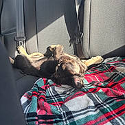 Bear joined the competition — help win amazing prizes! dog, puppy, car_interior, backseat, blanket, plaid, sunlight, sleeping, nap, pet, animal, fur, relaxing, seatbelt, cozy, domestic_animal, resting, canine, sunshine, comfort