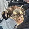 puppy, dog, sleeping, hand, car_interior, sunlight, cozy, fur, closeup, pet, resting, cute, adorable, young_dog, seat, casual_clothing, relaxing, daylight, animal, comfort
