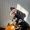 puppy, dog, pet, indoor, sunlight, shadow, wooden_floor, white_wall, paneling, sitting, curious, young, small_dog, brown, black, ears, face, animal, cute, portrait